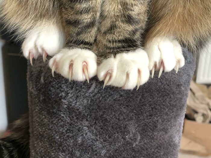 Cat with sharp claws perched on a soft surface, showcasing the cute yet scary aspect of feline features.