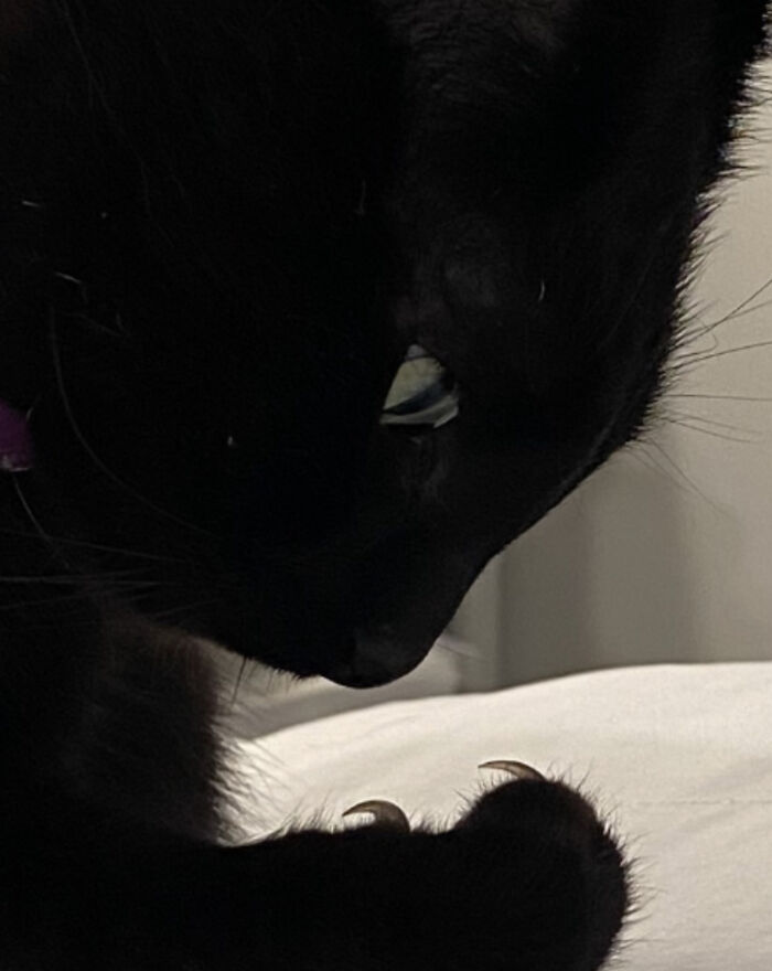 Close-up of a black cat examining its sharp claws in a dimly lit room.