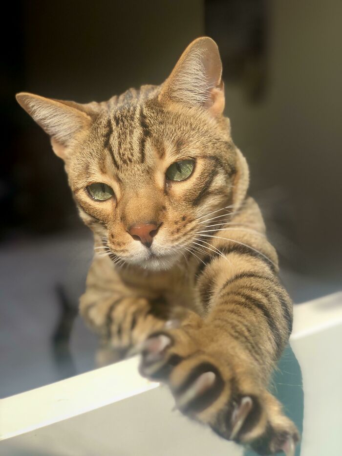 Tabby cat showing sharp claws while basking in sunlight, looking both adorable and scary.