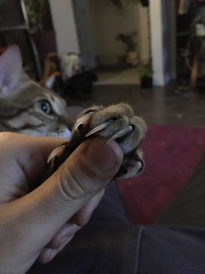 Cat displaying sharp claws while held gently by a person's hand, showcasing an adorable yet scary moment.