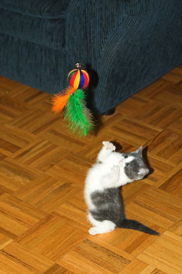 Cute kitten with sharp claws playing with a colorful toy, displaying agility and curiosity.