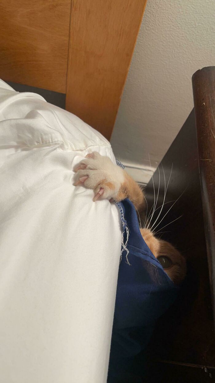 Cat hiding under a blanket, peeking out with sharp claws visible, creating an adorable yet scary vibe.