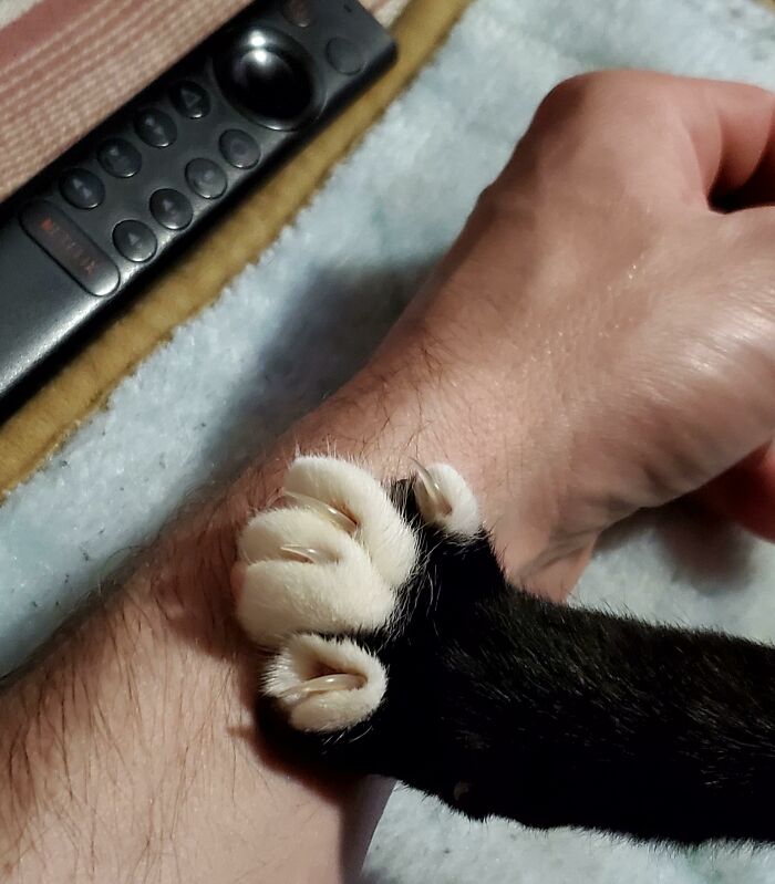 Cat with sharp claws gently gripping a person's wrist, showing a mix of adorableness and scariness.