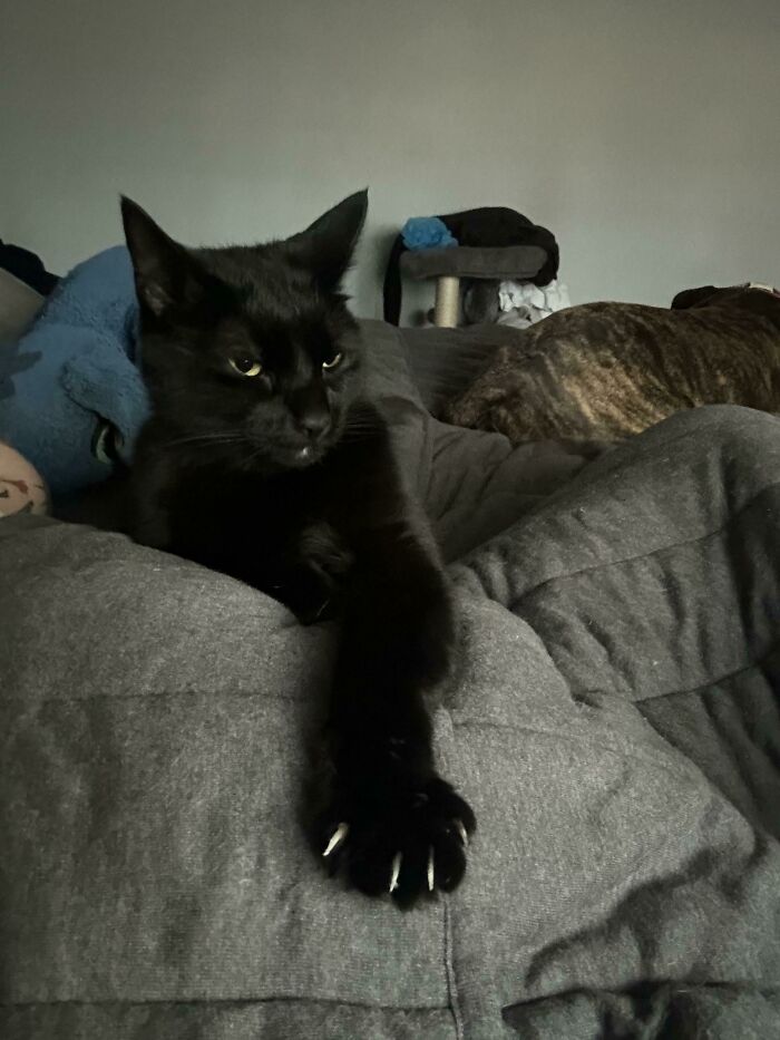 Black cat with sharp claws extended, lying on a gray blanket, looking both adorable and a bit scary.