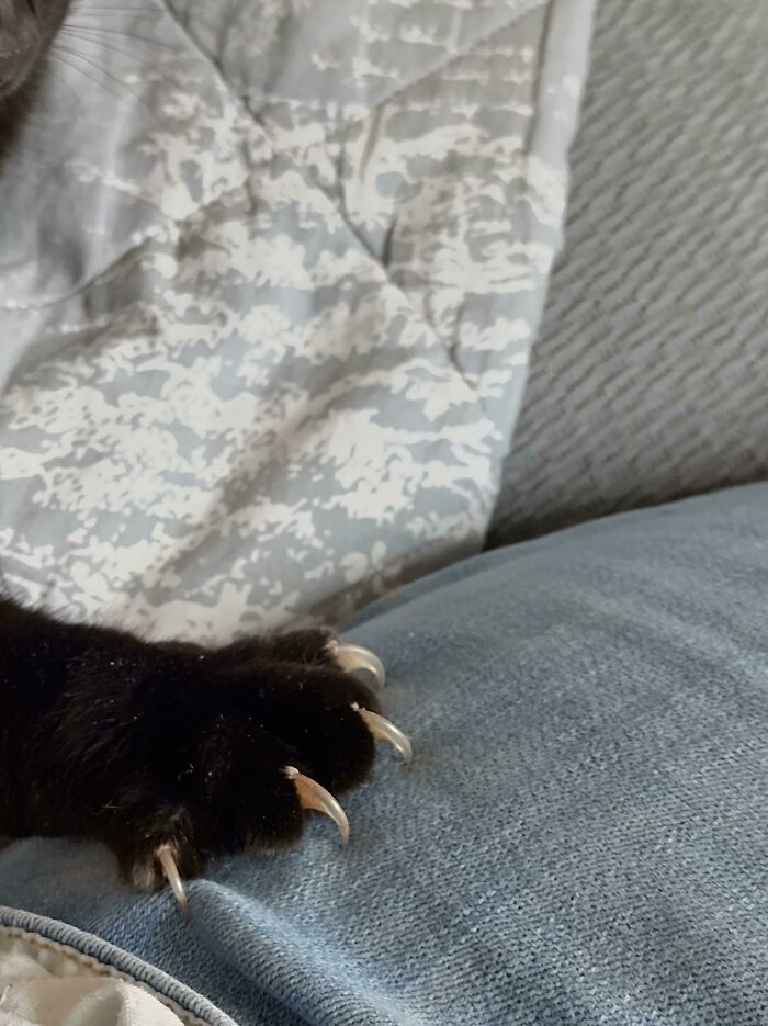Cat's sharp claws on a pillow, showcasing an adorable yet scary contrast.