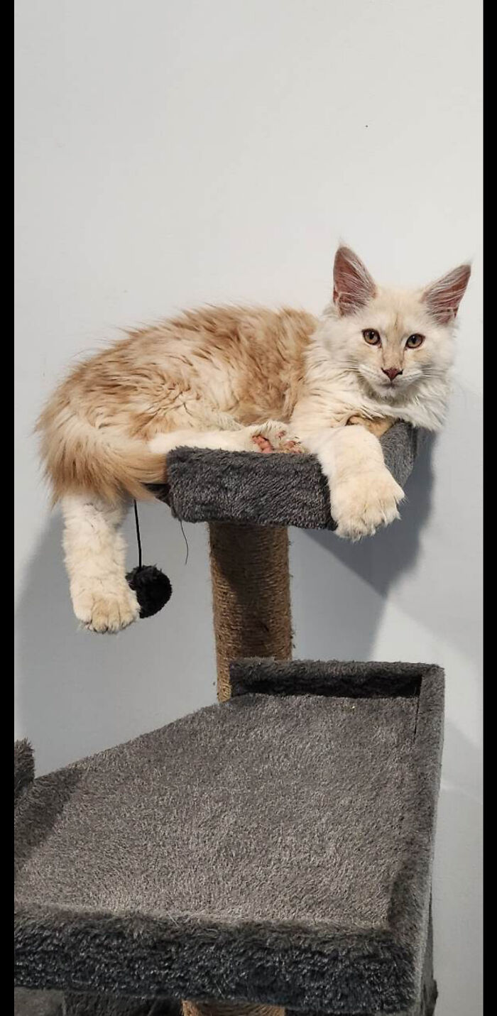 Cat lounging on a cat tree, showing its sharp claws.