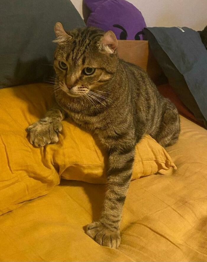 A tabby cat with sharp claws resting on a yellow pillow, showcasing an adorable yet intimidating presence.