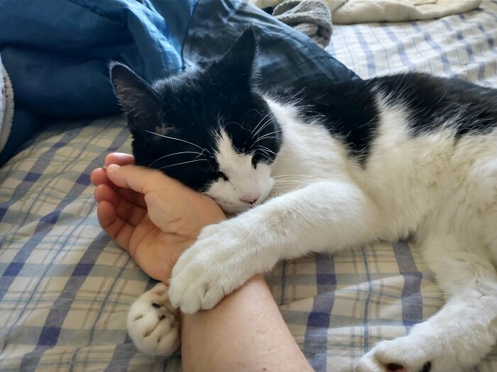 A black and white cat with sharp claws gently holding a person's arm on a plaid bedspread.