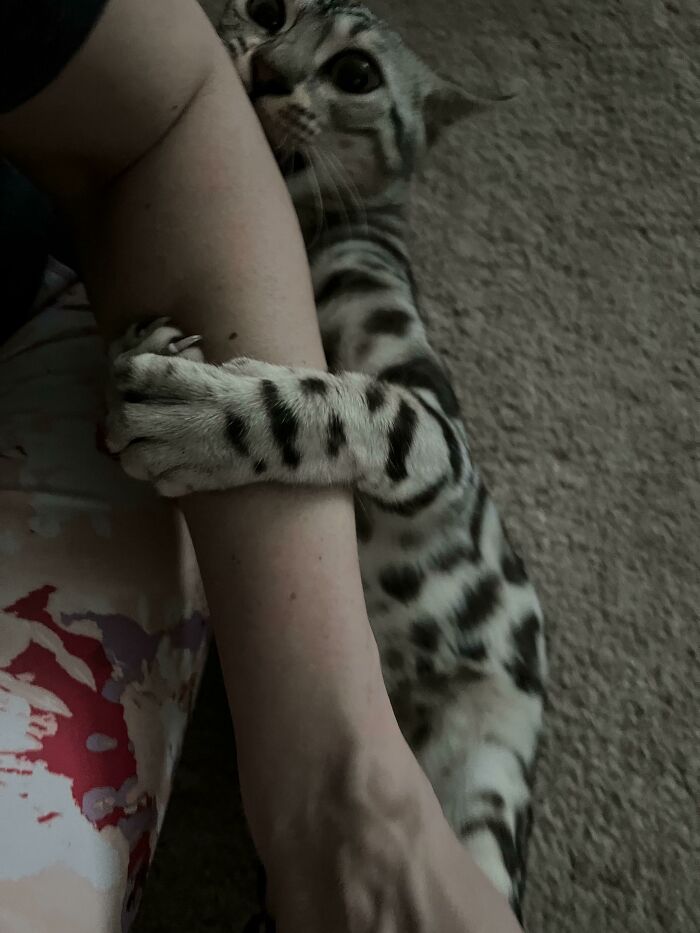 Spotted cat playfully gripping a person's arm with sharp claws.