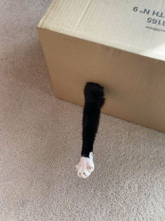 Cat's paw with sharp claws playfully extending from a box on the carpet.