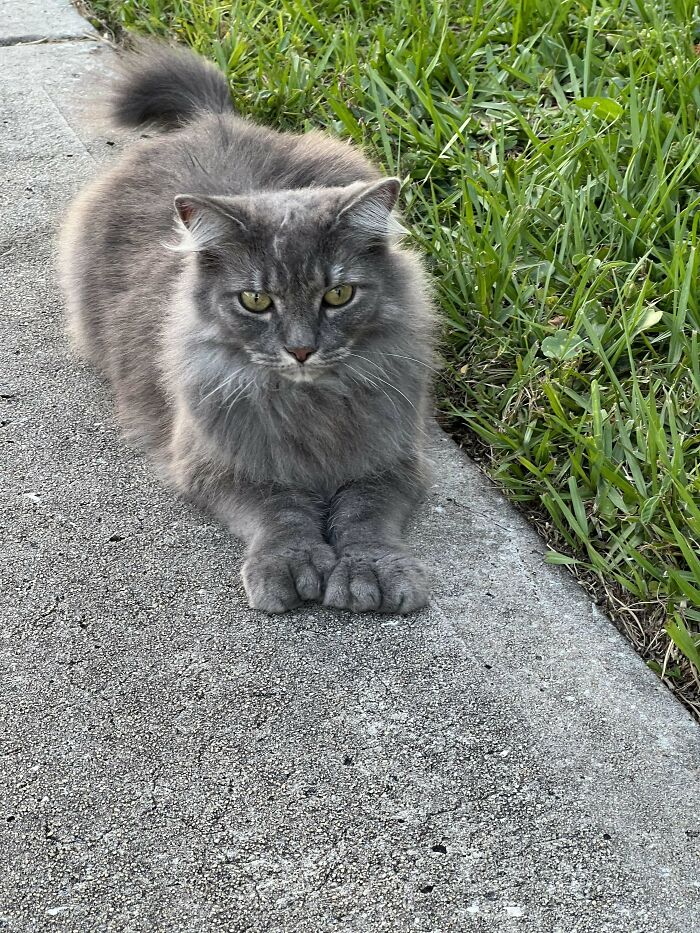 Fluffy gray cat on sidewalk with sharp claws visible, looking adorable and slightly intimidating.