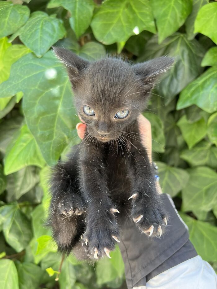 A tiny black kitten with sharp claws being held, set against a background of green leaves.