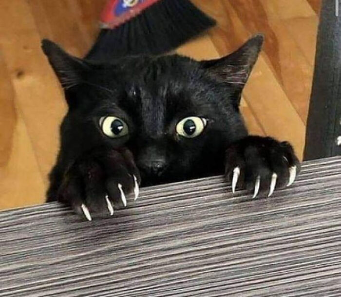Black cat with sharp claws peeking over a surface, showcasing its adorably scary look.