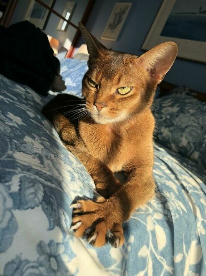 Cat lying on a bed with sharp claws extended, bathed in sunlight, looking both adorable and intimidating.