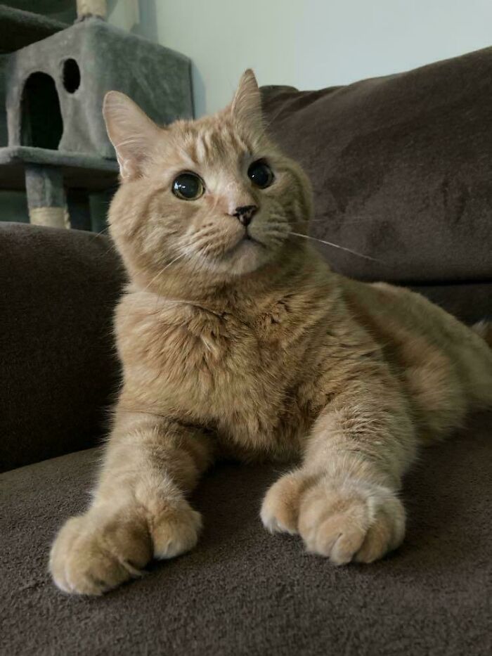 Orange cat lounging on a brown sofa, showcasing sharp claws with an alert expression.