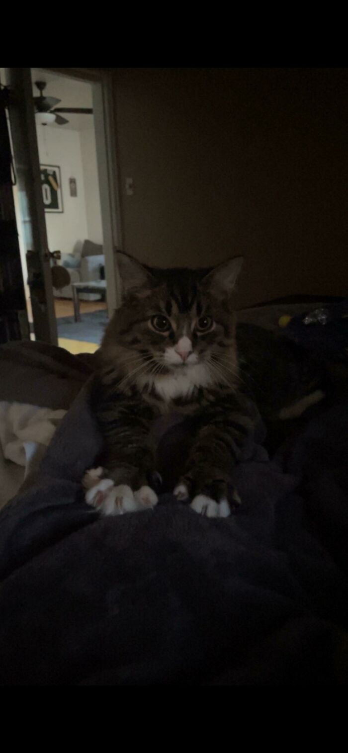 Cat with sharp claws resting on a dark blanket, looking adorable yet intimidating.