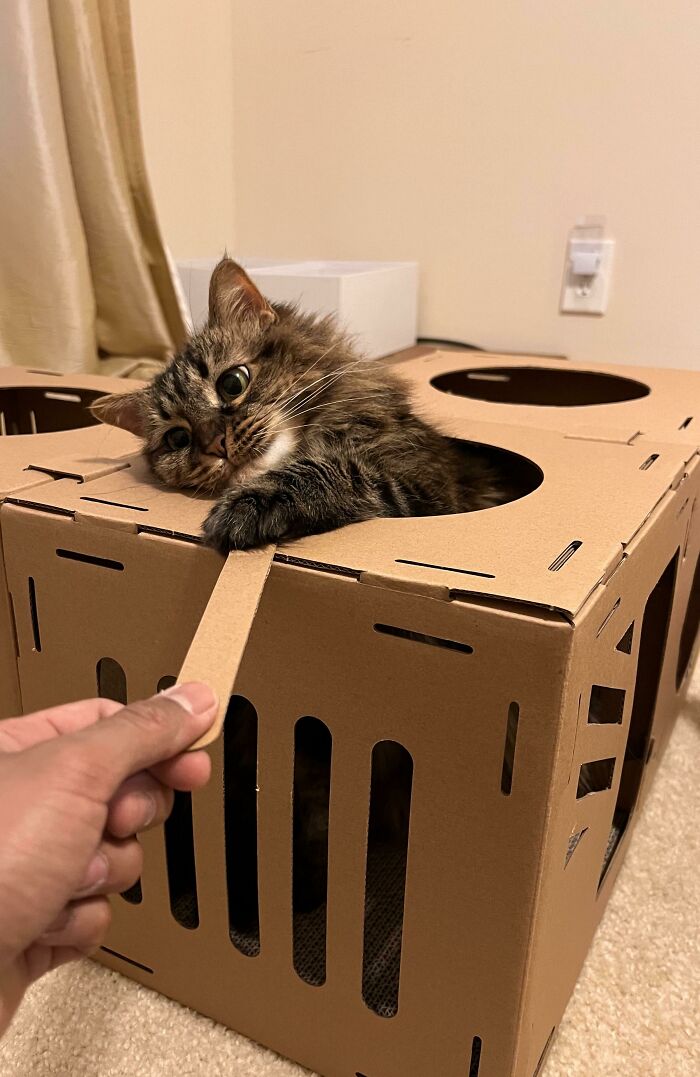 Cat playfully swiping from a cardboard box, showing off its sharp claws.