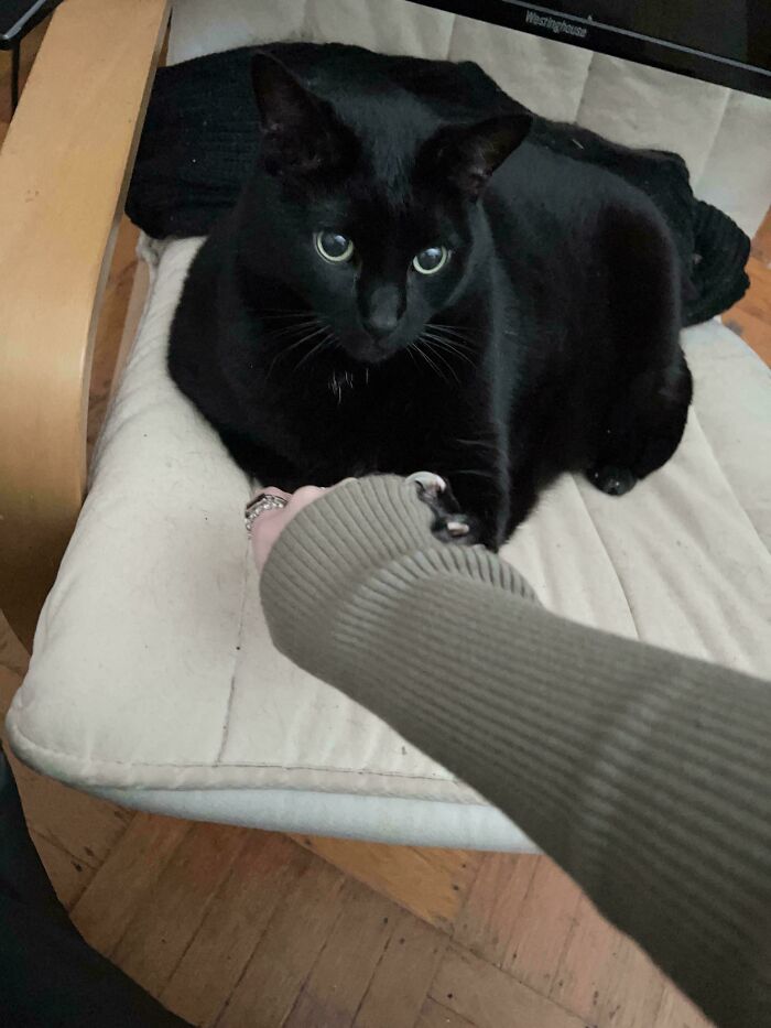 Black cat with sharp claws playfully holding a person's hand on a cushioned chair.