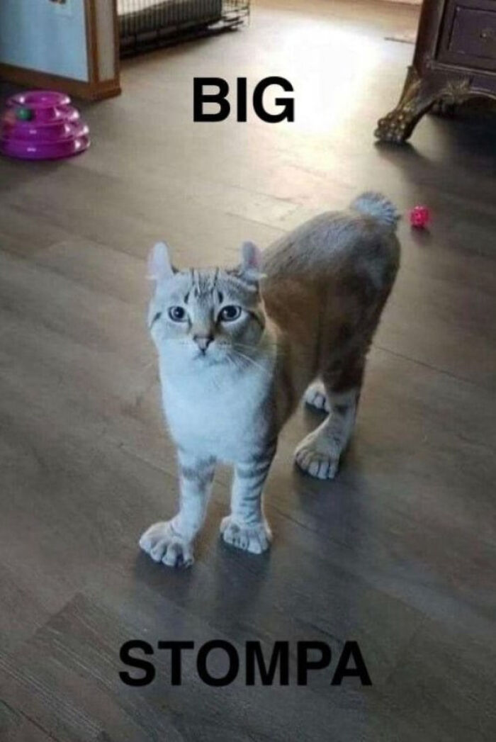 Cat with large paws standing on wooden floor, captioned "BIG STOMPA", showcasing its sharp claws.