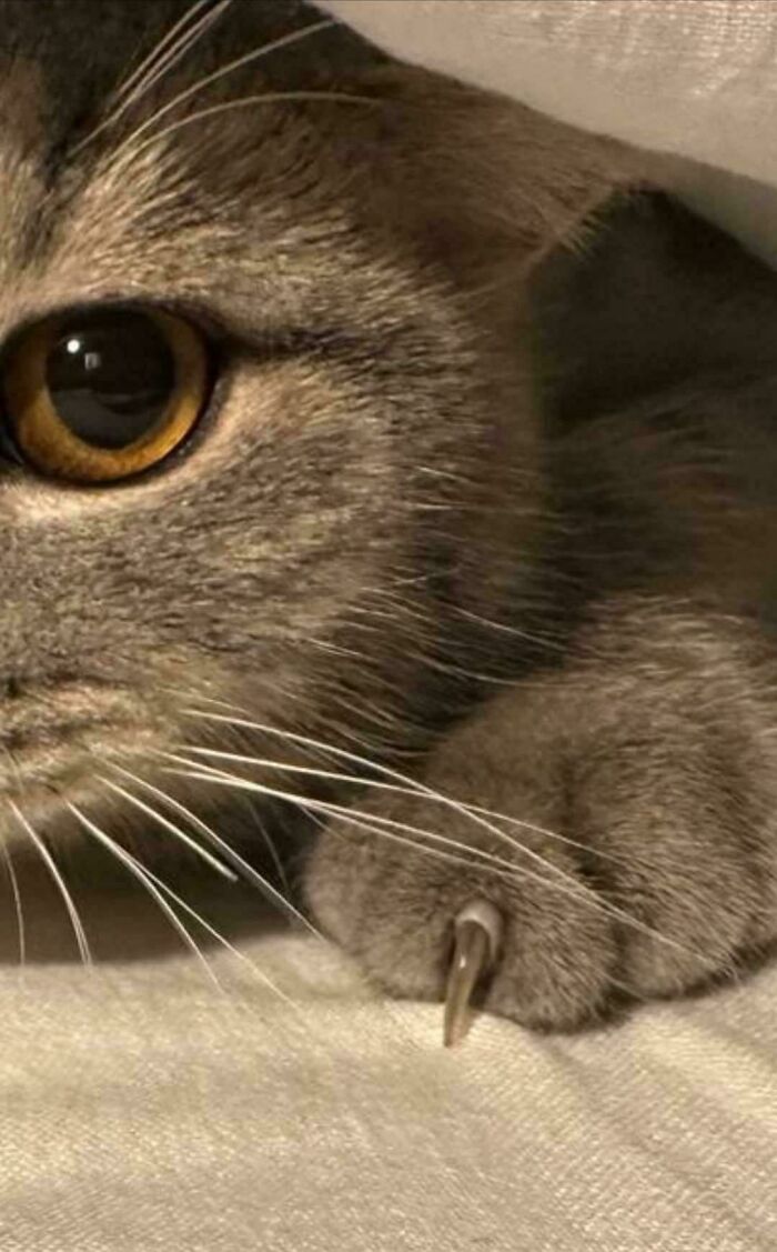 Cat showing sharp claw while peeking from under a blanket, illustrating an adorable yet scary feline moment.