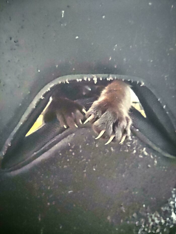 Cat's sharp claws peeking through a hole, displaying both an adorable and slightly scary presence.