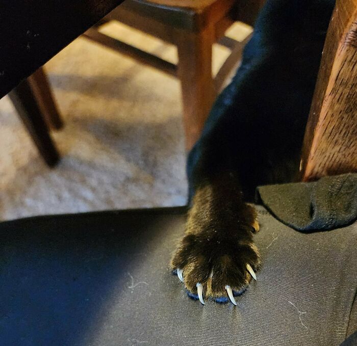Cat displaying its sharp claws on a chair, creating an adorable and scary moment.