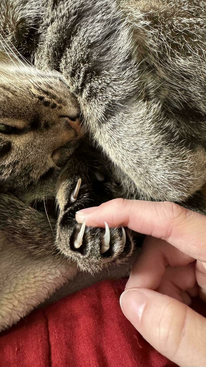 Cat with sharp claws, gently holding a person's finger while resting.