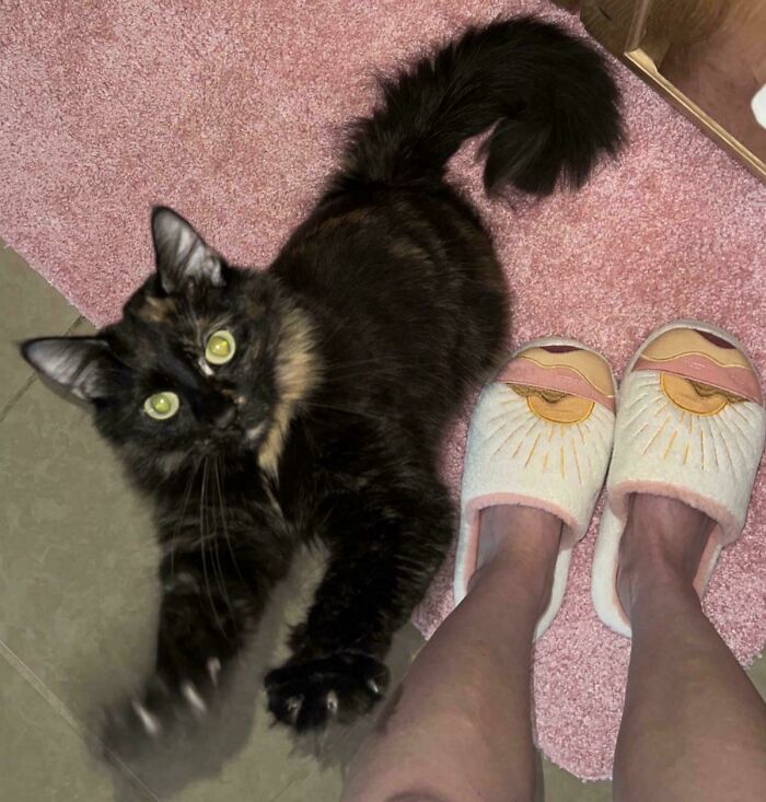 Fluffy cat with sharp claws stretching on a pink rug, near feet in slippers.