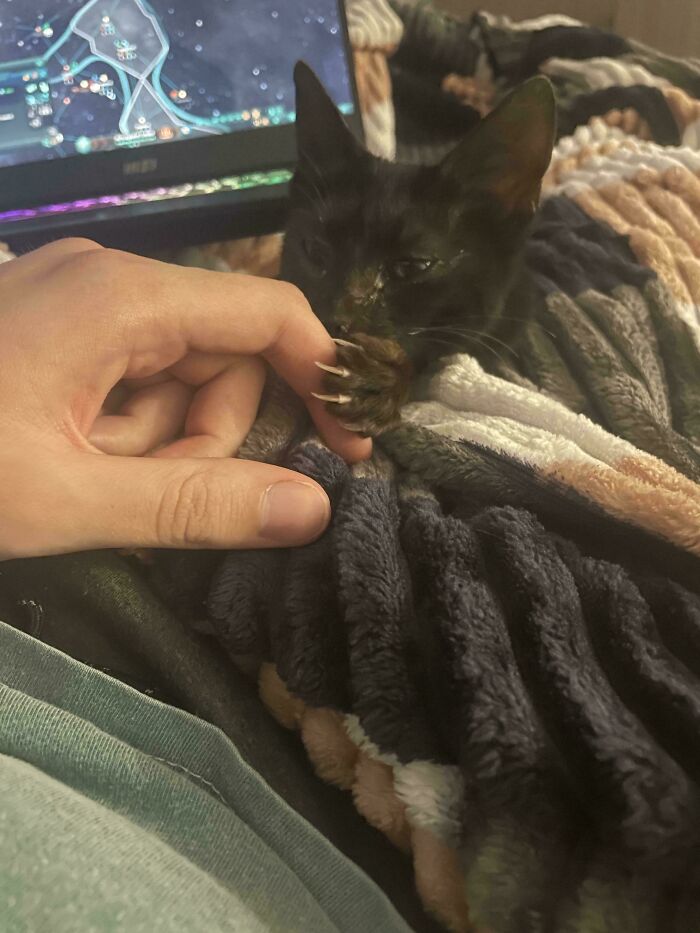 A black cat with sharp claws gently grips a person's finger while lying under a blanket.