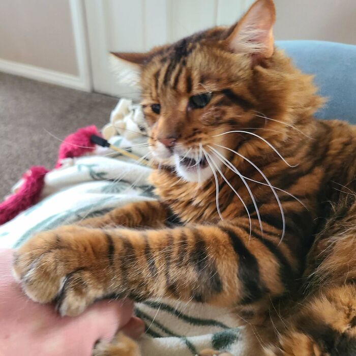Cat showing sharp claws while playfully grasping a human hand, capturing an adorable yet slightly scary moment.