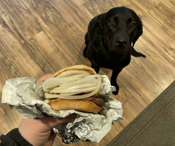 Burger with extra onions held over a floor, with a black dog looking up, illustrating food service compliance.