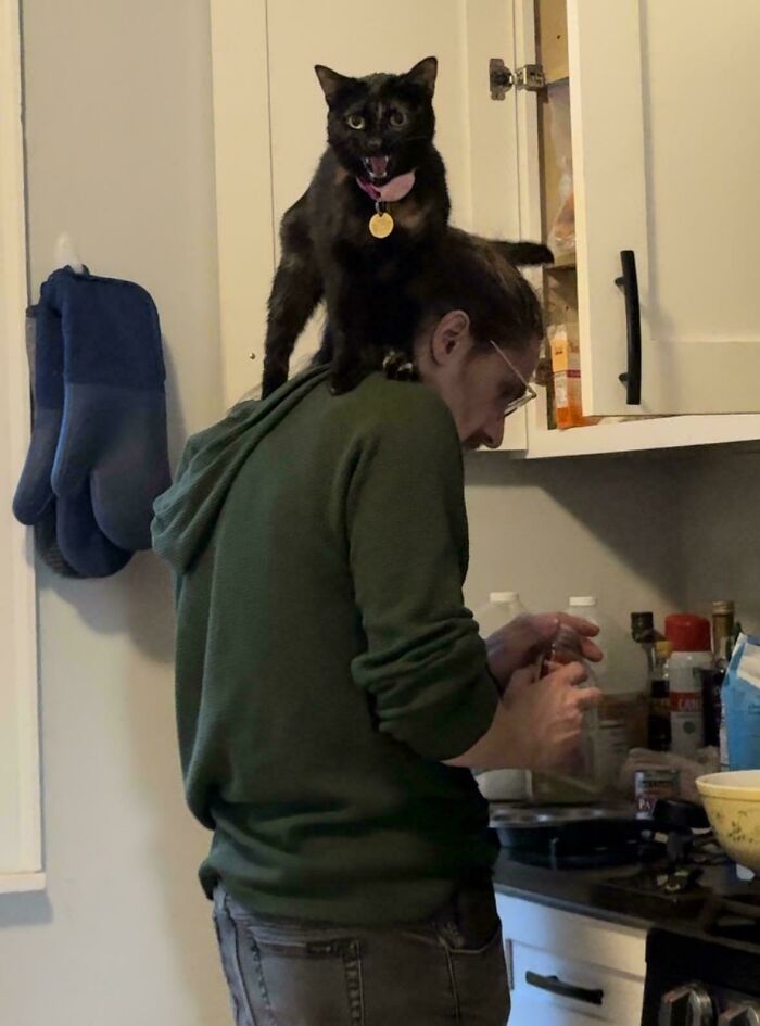 A black cat, a true feline drama queen, perched on a person's shoulder in the kitchen, playfully meowing.