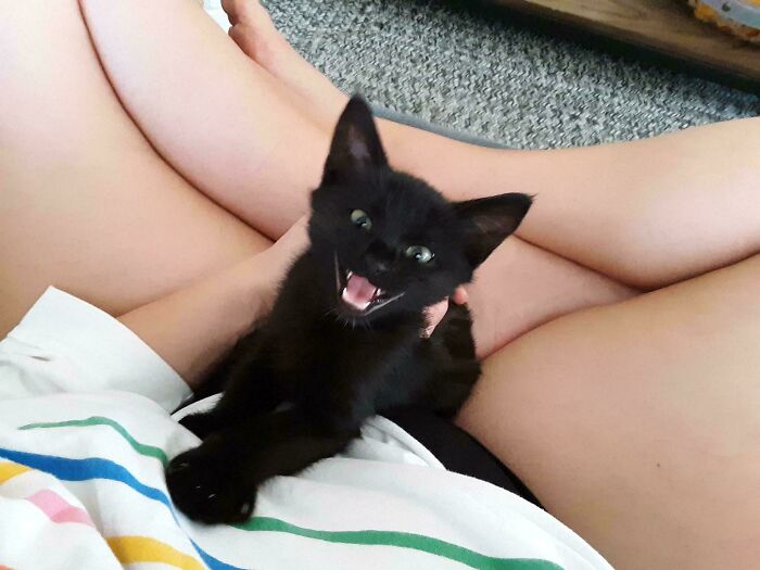 Black kitten meowing dramatically while sitting on a person's lap.