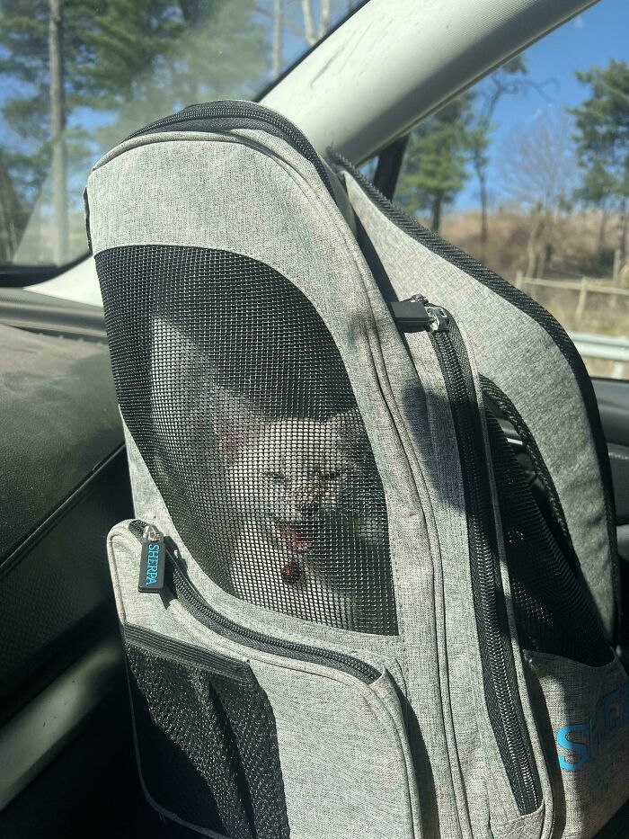 Had To Take Owl To The Vet Today. He Expressed His Opinion On The Matter The Entire Time