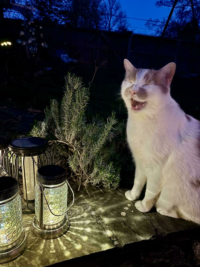 Cat caught mid-meow beside glowing lanterns at night, showcasing its dramatic pose.