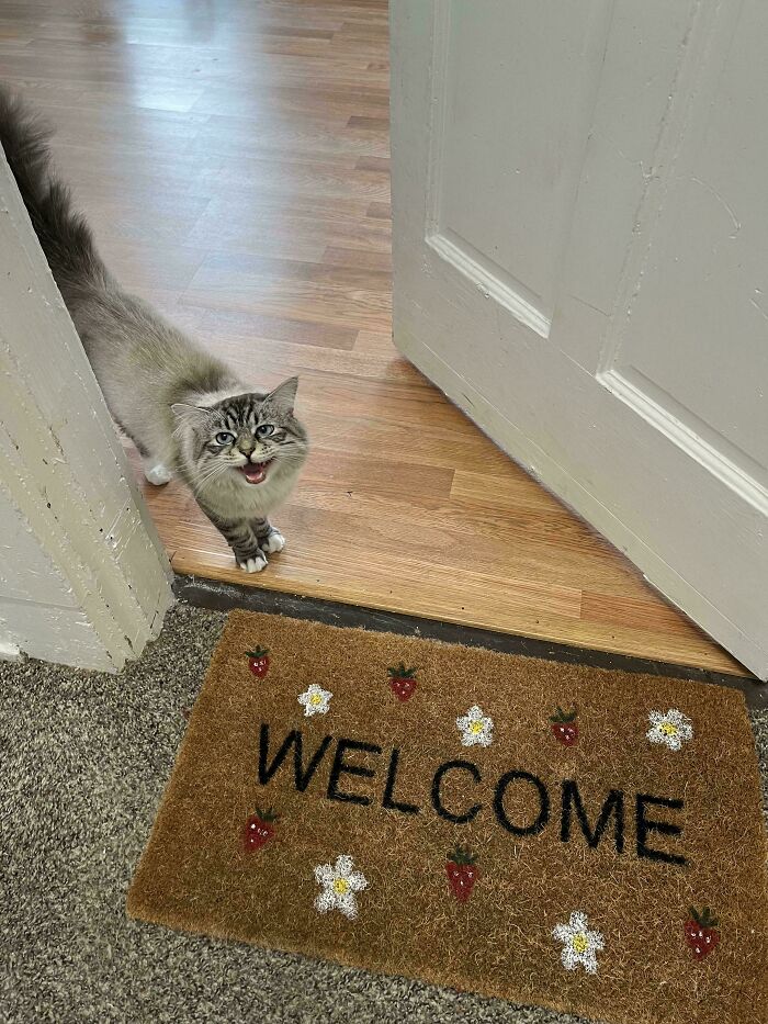 Adorable feline drama queen meows enthusiastically near a welcome mat in a doorway.