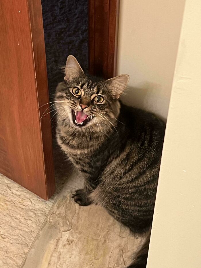 Tabby cat meowing dramatically in a doorway, highlighting feline drama queens.