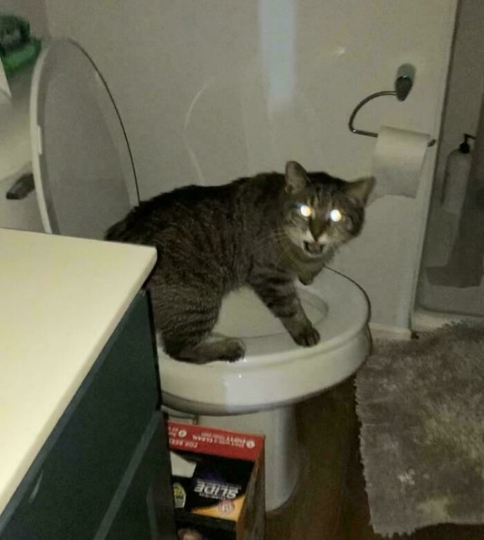 A dramatic cat sitting on a toilet with glowing eyes, expressing its feline displeasure.