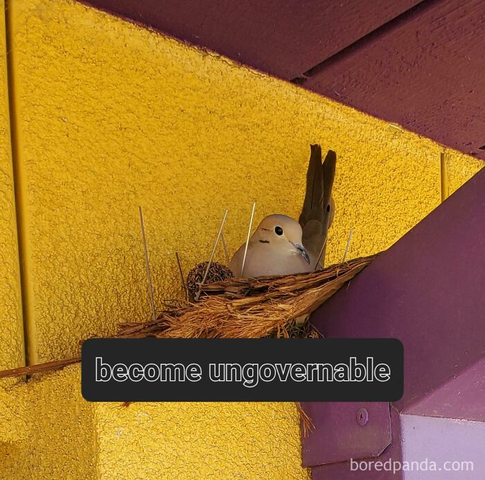 Bird nesting on anti-bird spikes with "become ungovernable" text, illustrating hilarious image making unexpected sense.