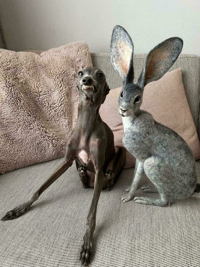 Derpy dog with funny expression sitting next to a large-eared grey rabbit sculpture on a couch with pillows.