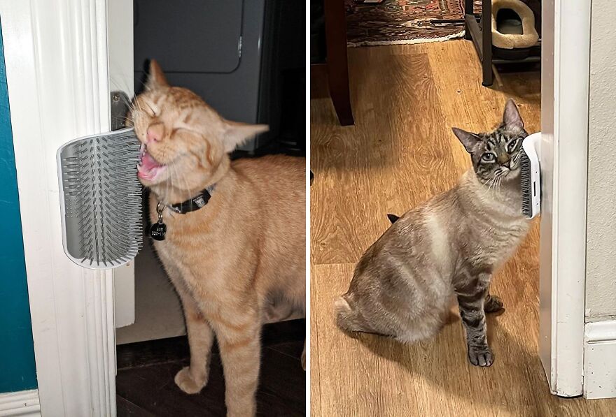 Why Chase A Cat For Grooming When It Can Groom Itself? Get The Catit Senses 2.0 Brush & Watch The Magic Happen!