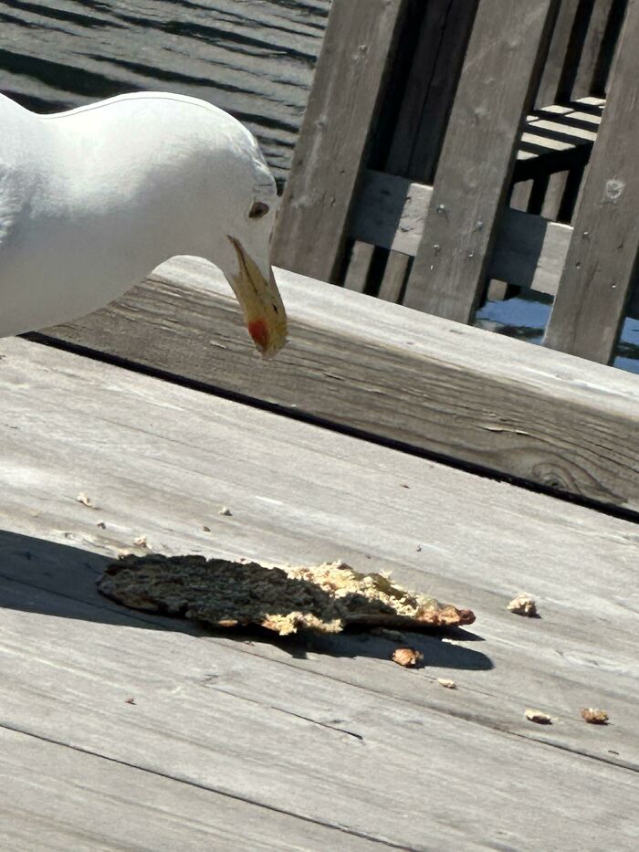 A seagull on a wooden pier looking down at a slice of pizza, illustrating birds being total jerks.