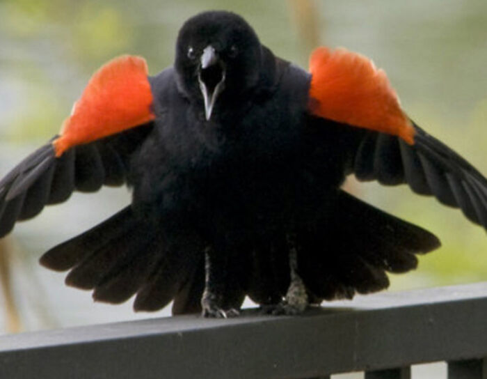A bird with striking red and black feathers appears aggressive, perched on a railing.