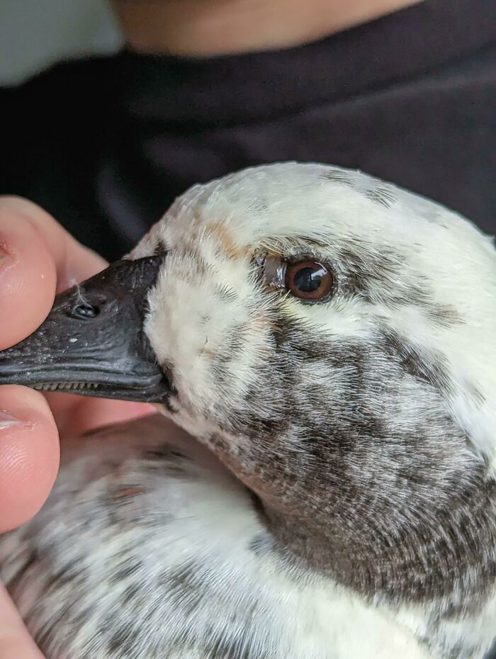 A bird being playful, gently nipping a person's finger with its beak.