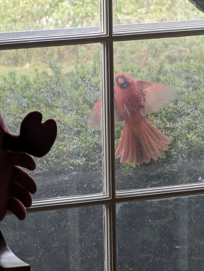 A bird hovering outside a window, appearing curious and playful against a garden backdrop.