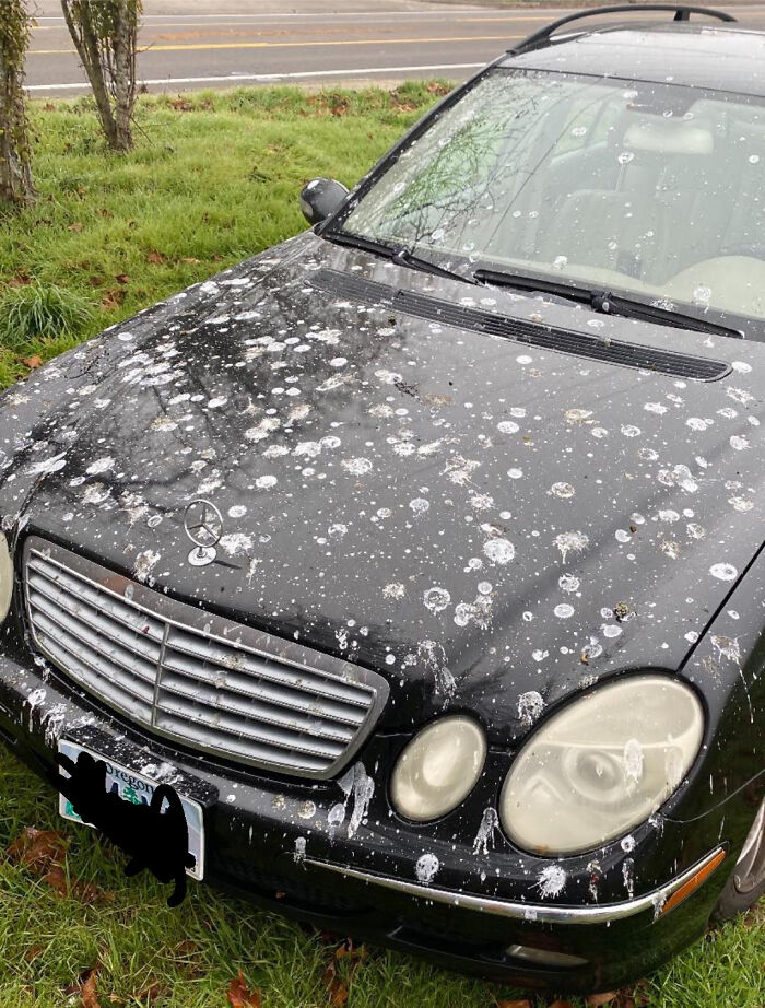 Car covered in bird droppings, showcasing birds being total jerks.