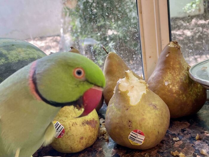 Green parrot pecking at ripe pears by the window, showcasing birds being total jerks.