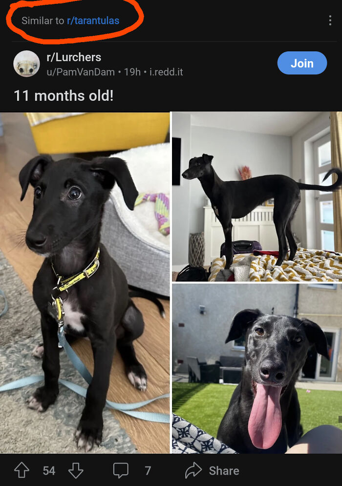 Lurcher dog misidentified as tarantulas, showcasing a classic "you had one job" fail.