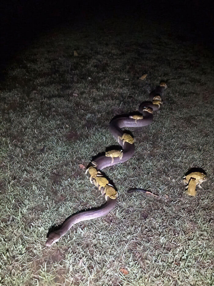 Nature amazes with frogs riding on a snake at night on grass.
