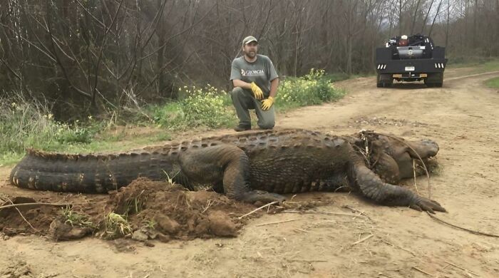 Man kneeling beside a massive alligator on a dirt path, showcasing the impressive scale of nature.